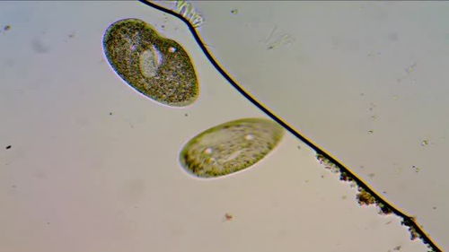 显微镜下的生物世界手抄报，显微镜下的生物手抄报