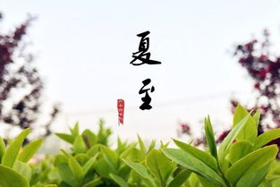 夏至九九歌顺口溜有哪些