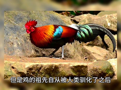 鸡是鸟吗