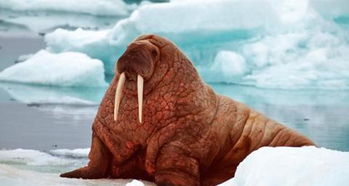 海象英文怎么读