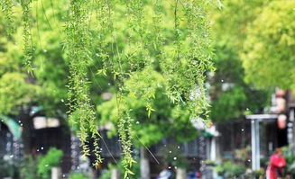 柳絮纷飞是成语吗