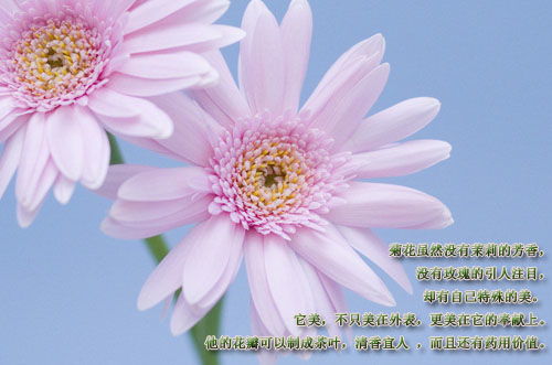 描写花的样子的句子