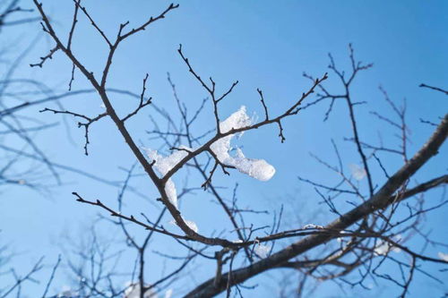 如汤沃雪翻译，如汤沃雪打一动物