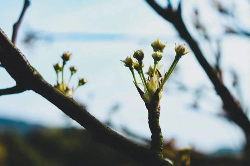 花梗图片，花梗菜图片