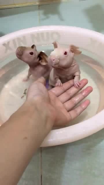 吭吭是哪种动物的叫声?