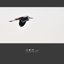 乌鸟投林过客稀,前山烟暝到柴扉。的诗意