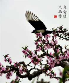 良禽择木而栖什么意思