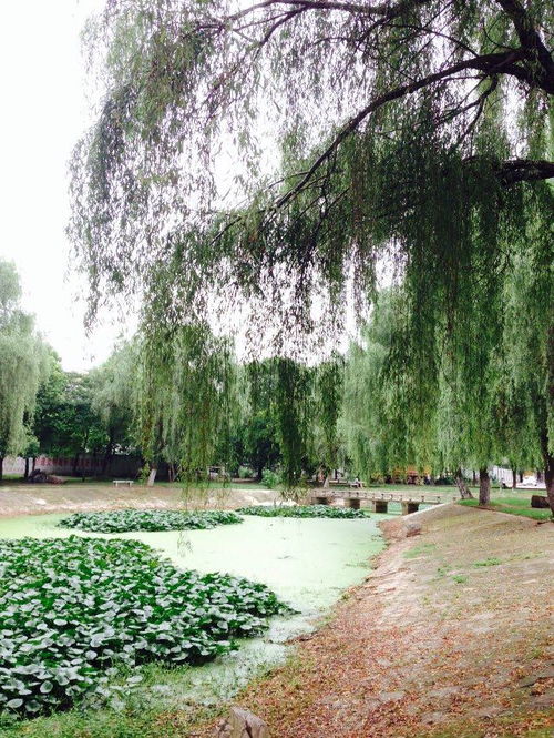 柳树下的蘑菇能吃吗图片，柳树下的梦好词好句摘抄