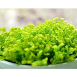 幸福草读后感，幸福草的养殖方法和注意事项