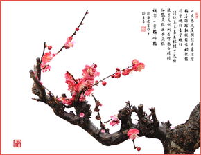 花影宋苏轼古诗赏析译文