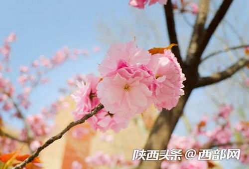 甜蜜惩罚真人版未增删带翻译整集樱花翻译，甜蜜惩罚第二季未增删带翻译整集樱花翻译