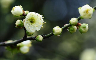 绿萼梅是白梅花吗，绿萼梅可以散结节吗