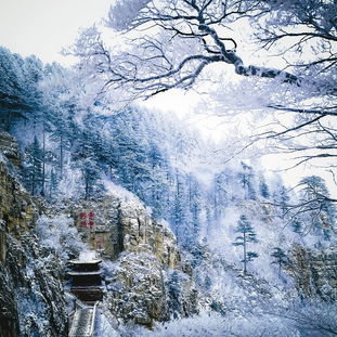 傲雪凌霜的意思
