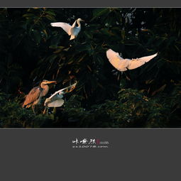 鸟投林是什么意思，薄冰抱夜我走向你,我走向你何止鸟投林