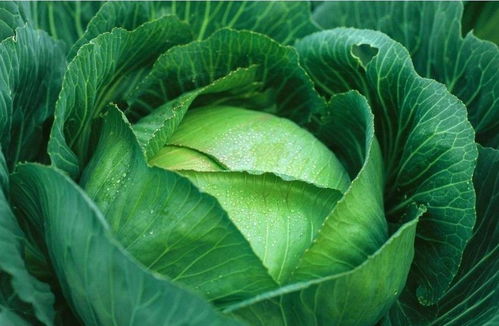 cabbage怎么读