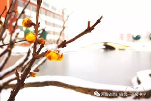 傲雪凌霜披上头 勿显清高平心谋什么意思，傲雪凌霜的意思解释