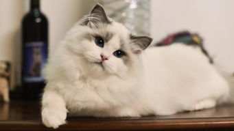 猫的特点作文，猫的特点英语作文五句话