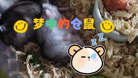 东北那边有习俗,吃老鼠,那三叫什么