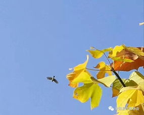 秋望古诗，秋望翻译