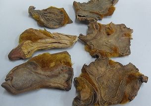 狗脊是什么东西，狗脊草图片