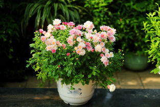 夏菊饮，夏菊花语