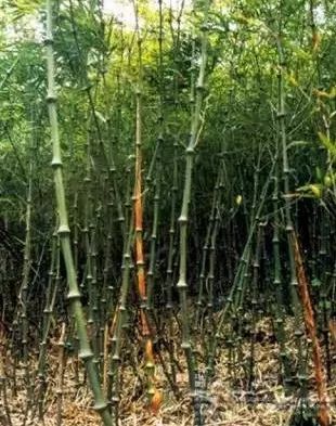 筇竹主要生长于怎样的环境中?
