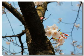 柳暗花明又一村的意思，柳暗花明又一村