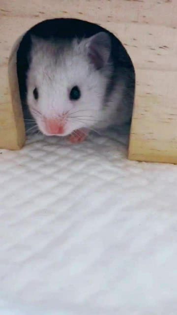 胆小如鼠意思