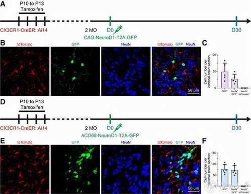microglia是什么意思，microglial activation