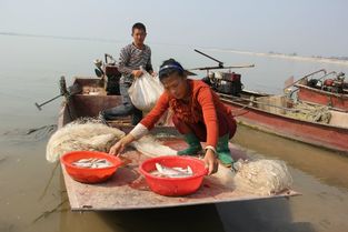德州河叉鱼做法