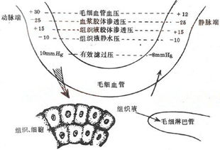 什么是组织液?组织液是如何生成和回流的?