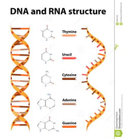 脱氧核糖核酸(dna)与核糖核酸(rna)有何区别?