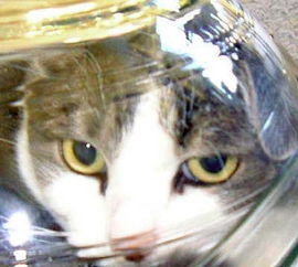 变态的“盆景猫”真的存在吗?