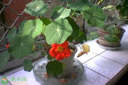 旱莲花服务区属于哪个县，旱莲花的养殖方法