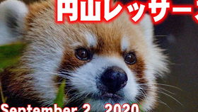 1000种英文花名及花语大全
