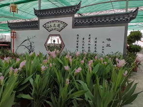 榆柳荫后檐,桃李罗堂前什么意思