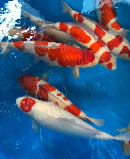 浑浊是什么意思