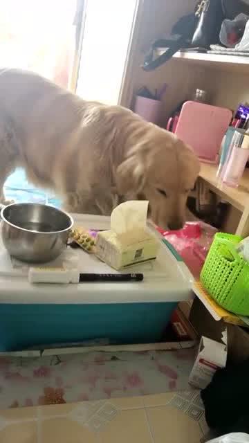 公鸡为什么不停的找吃的?
