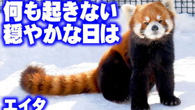 cattail植物大战，cattails怎么读音发音