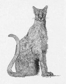 怎么画猫咪简单又漂亮