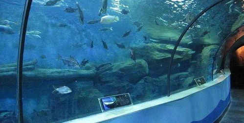 齐河海底世界门票怎么团购