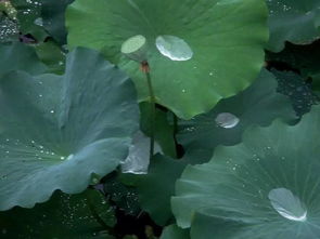 夏天的雨的特点