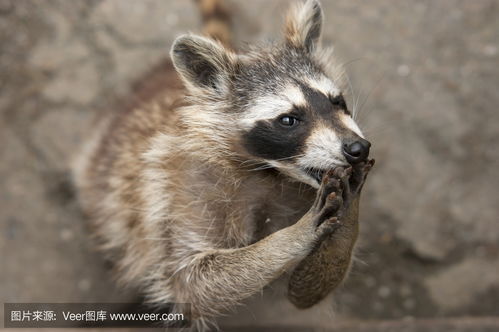 racoon和raccoon 有什么区别，moose