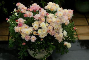 夏菊花语