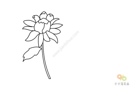 菊花的画法简单漂亮