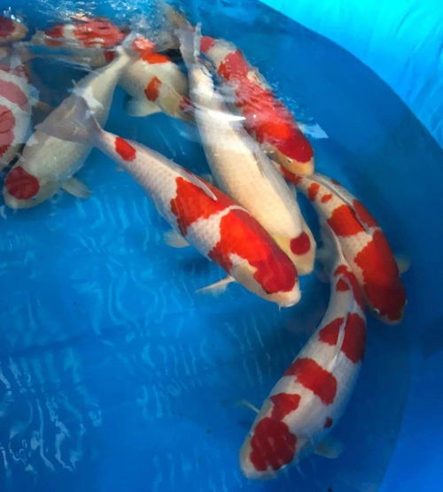 浑浊笨拙的意思，颜色浑浊的意思