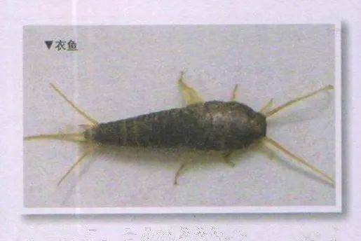 衣鱼简介