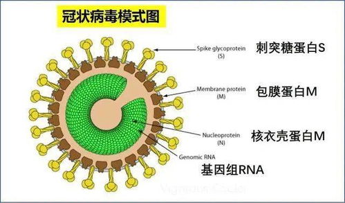 核糖核酸是什么意思，核糖核酸和核糖核苷酸的区别