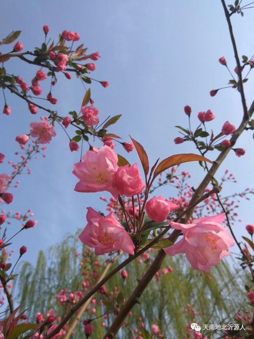 凌晨四点钟,我看见海棠花未眠全诗是什么?