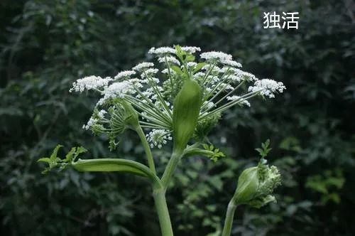 项背是什么